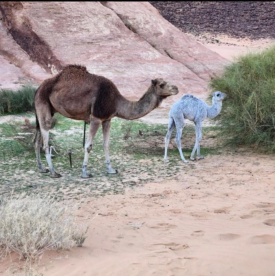 Wadi Rum Desert Camp エクステリア 写真